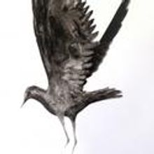Taking Flight Opens at the Jackson Gallery at Town Hall Theater June 19