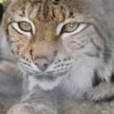 The Staten Island Zoo Welcomes A Eurasian Lynx