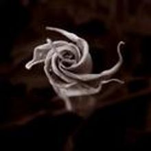 Berislav Juraic for Boii Theatre Presents THE MOONFLOWER