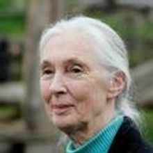 JANE'S JOURNEY the Portrait of Jane Goodall Opens September in NY and LA