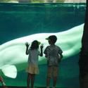 SoundMusic Announces Summer Concerts at Mystic Aquarium 8/1, 8/13, 8/14