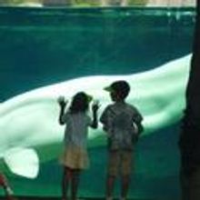 SoundMusic Announces Summer Concerts at Mystic Aquarium 8/1, 8/13, 8/14