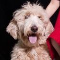 On your March to-do list: See ANNIE, adopt a pooch