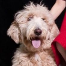 On your March to-do list: See ANNIE, adopt a pooch