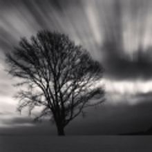 Gallery Kong Displays Michael Kenna's 'Philosopher's Tree'