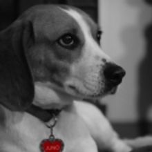 Broadway Dinner Theatre's NINE Brings Appearance from Juno the Rescue Beagle, 4/11