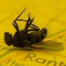 American Blues Theater Presents Regional Premiere of RANTOUL & DIE, Opens 4/22