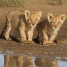El Capitan Celebrates Earth Day With AFRICAN CATS, 4/22