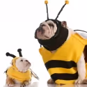 Dogs & Comics Set For Woofstock June 11-12