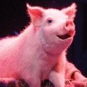 STAGE TUBE: First Look at BETTY BLUE EYES Performance Highlights in the West End!