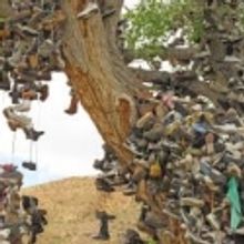 Theater Latté Da Presents THE SHOE TREE Reading, 12/12