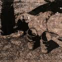 Jane Hammond Exhibit Set For Galerie Lelong 9/8
