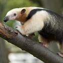 The Staten Island Zoo Welcomes New Animals