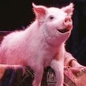 Cameron Mackintosh Produced BETTY BLUE EYES to Close September 24