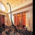 AMNH Announces Public Programs For October 2011