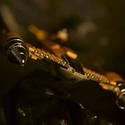 Gering & Lopez Gallery Presents LEVINTHAL Attack of the Bricks: Star Wars