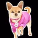 North Shore Music Theatre To Present LEGALLY BLONDE THE MUSICAL 11/1