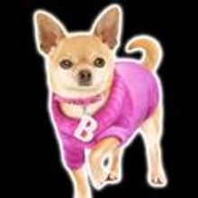 North Shore Music Theatre To Present LEGALLY BLONDE THE MUSICAL 11/1