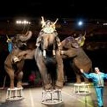 2012 Circus Spectacular Brings New Line-up the Orleans Arena