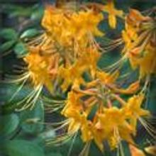 Wildwood Park's Lily and the Apple Seed Opens 1/23