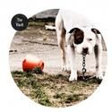 Independent Prod And Southwark Playhouse Presents Black Fights with Dogs