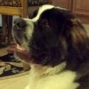 Zeus the Dog to Appear in Engeman Theater's CAMELOT, 9/15 - 11/6