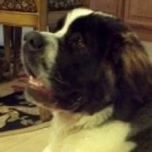 Zeus the Dog to Appear in Engeman Theater's CAMELOT, 9/15 - 11/6