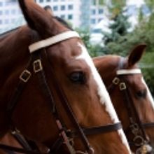 Photo Coverage: WAR HORSE Fan Ticket Giveaway in Toronto