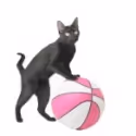AMAZING ACROCATS Set for Canyon Moon Visit March 1-4