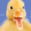 Two River Theater Presents HONK, 12/6-1/1