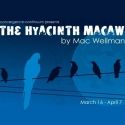 convergence-continuum to Present the Ohio Premiere of THE HYACINTH MACAW