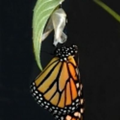 CHRYSALIS to Make Radio Debut, 3/9