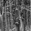 Protectors of Pine Oak Woods Announces Upcoming Walks in Staten Island
