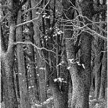 Protectors of Pine Oak Woods Announces Upcoming Walks in Staten Island