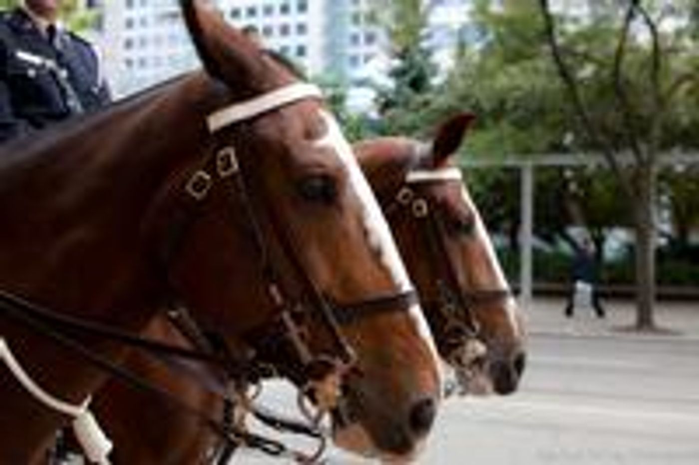 DO-NOT-LIVE-Photo-Coverage-War-Horse-Ticket-Giveaway-20000101