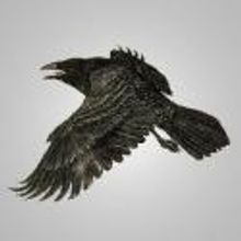 Shadowbox Productions Presents BLACKBIRD, Beginning 4/11
