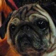 BWW Reviews: Troubies Score Once More at the Falcon