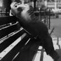 Robert Mann Gallery Opens Fred Stein PARIS/NEW YORK Exhibition, 5/10