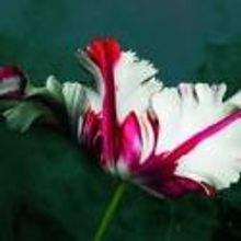 Arden Theatre Company Announces TULIPOMANIA Talkback, 6/30