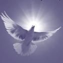 New Amsterdam Singers Present SONGS OF BIRDS AND ANGELS, 5/31