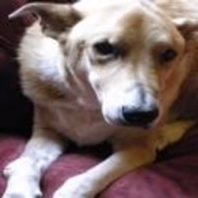 Suzana Stankovic to Present PRODUCING YOUR OWN SHOW Talk to Benefit Dog Charity, May 6