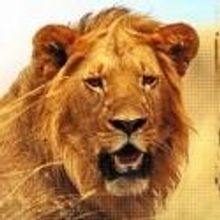 Idaho Fall Arts Council Presents Mutual of Omaha's WILD KINGDOM, 4/27