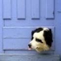 Dog in the Door Theater for Kids Presents PUPPET EXTRAVAGANZA Workshops, 5/5