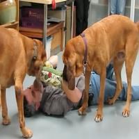 TV: Meet A CHRISTMAS STORY's Canine Stars!