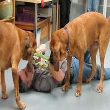 TV: Meet A CHRISTMAS STORY's Canine Stars!