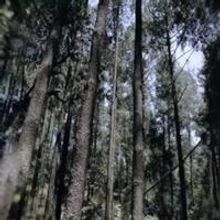 VIDEO: First Look - Trailer for POST TENEBRAS LUX