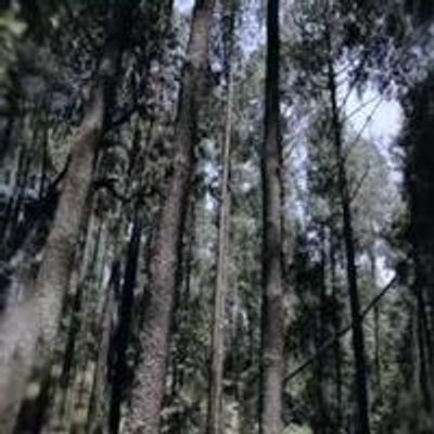 VIDEO: First Look - Trailer for POST TENEBRAS LUX