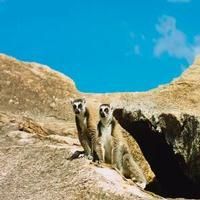VIDEO: First Trailer for ISLAND OF LEMURS: MADAGASCAR, Narrated by Morgan Freeman Video