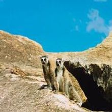 VIDEO: First Trailer for ISLAND OF LEMURS: MADAGASCAR, Narrated by Morgan Freeman