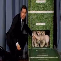 VIDEO: Puppies Predict Super Bowl Winner on JIMMY FALLON